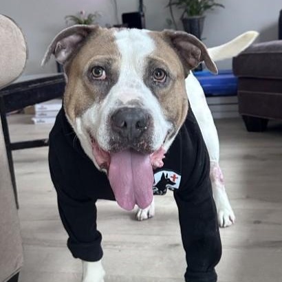 Enlarge Captain *SPONSORED*, a Adoptable mixed breed in Hillsdale, MI image 2/6