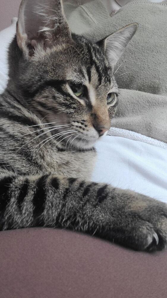 Simon Toast — thumbnail 2