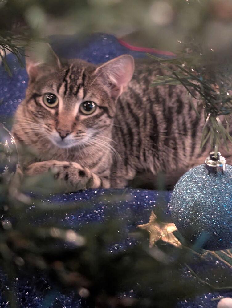 Simon Toast — thumbnail 3