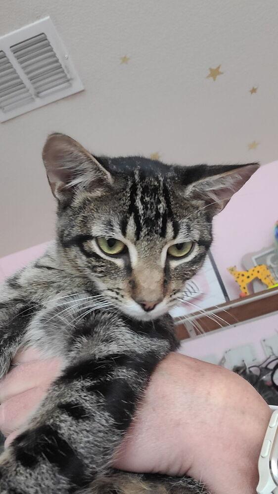 Simon Toast — thumbnail 4