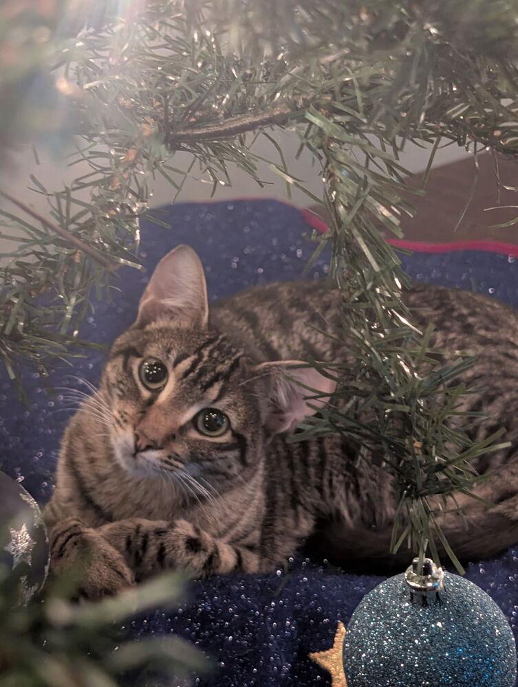 Simon Toast — thumbnail 5