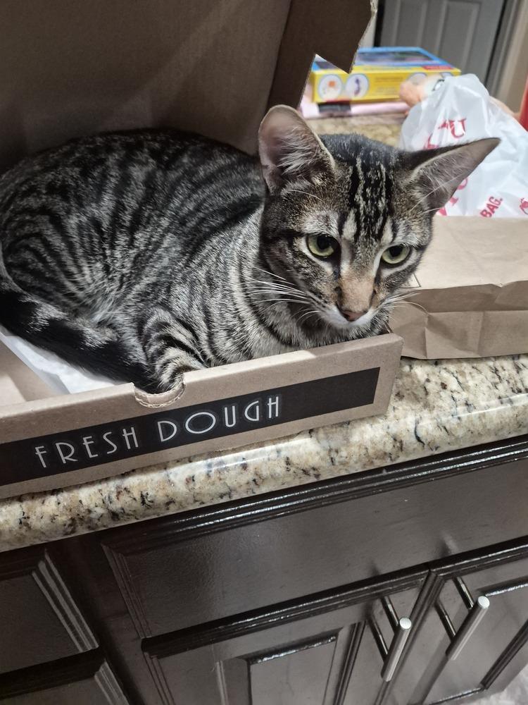 Simon Toast — thumbnail 6