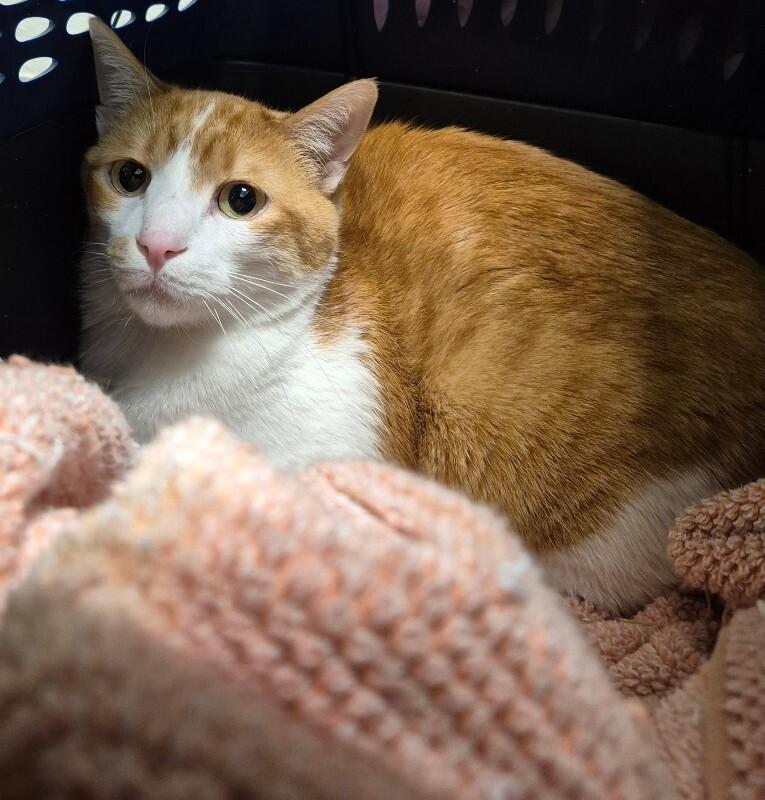 Merlin, Adoptable, Adult Male Domestic Short Hair.