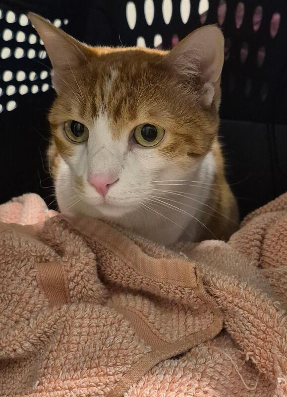 Merlin, a Adoptable Domestic Short Hair in Fort Collins, CO image 2/3