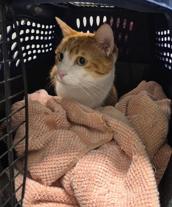 Merlin, a Adoptable Domestic Short Hair in Fort Collins, CO image 3/3