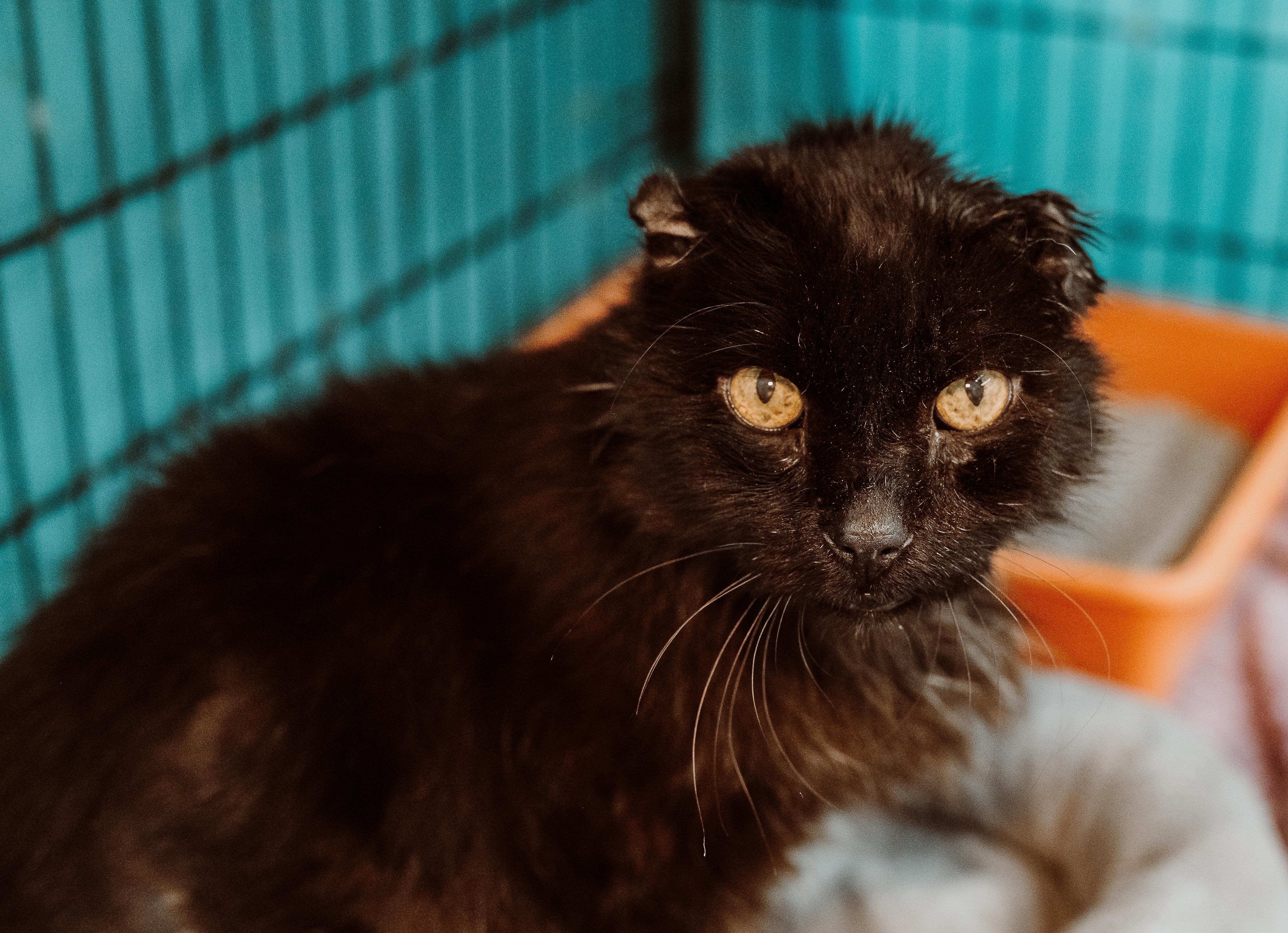 Emil, Adoptable, Adult Male Domestic Short Hair.