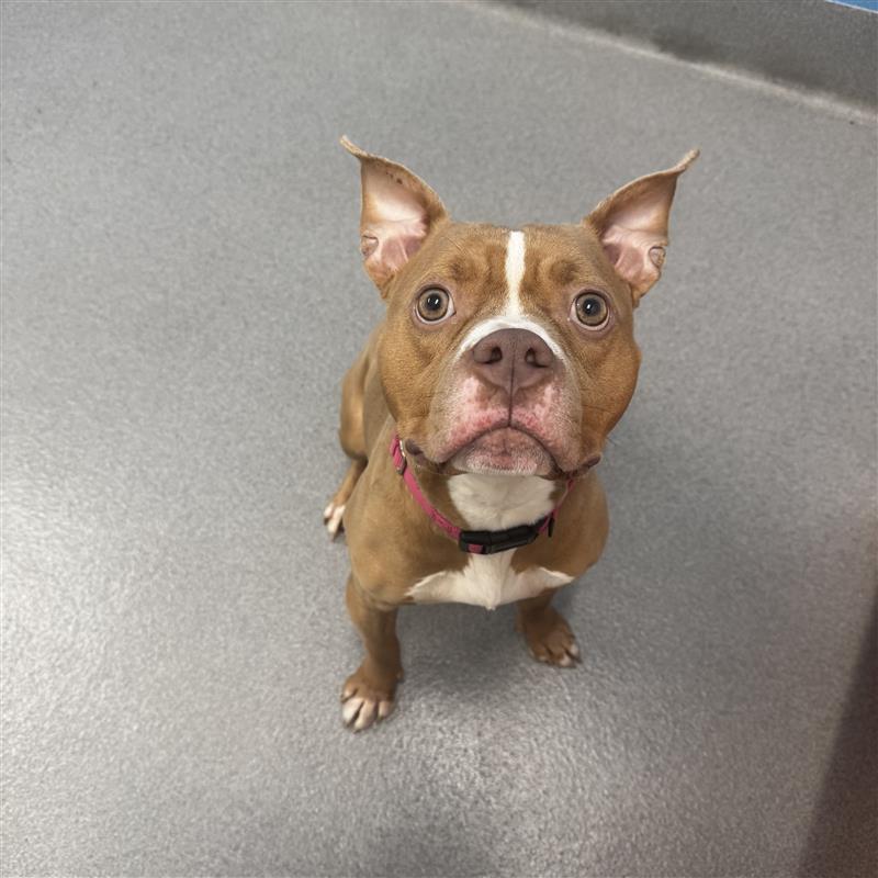 Enlarge Cocoa, a ADOPTABLE mixed breed in Hilliard, OH image 1/1