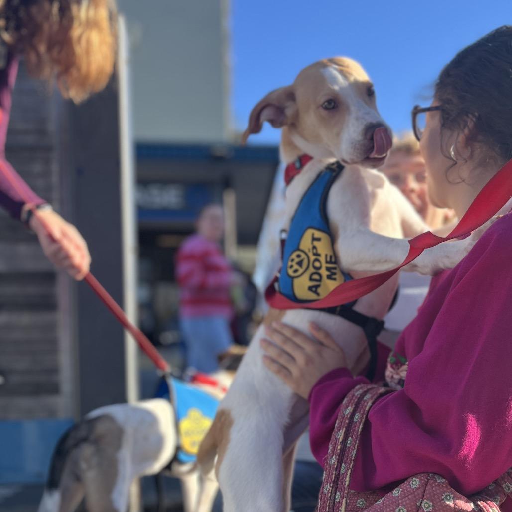 Enlarge Charlie, a Adoptable mixed breed in Ashland, OR image 1/6