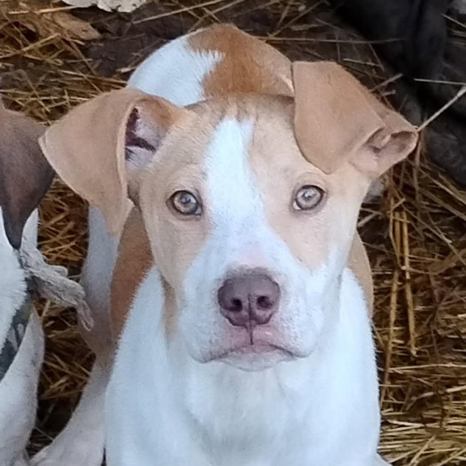 Charlie, Adoptable, Puppy Male Beagle & Labrador Retriever.