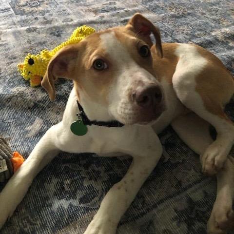 Enlarge Charlie, a Adoptable mixed breed in Ashland, OR image 4/6