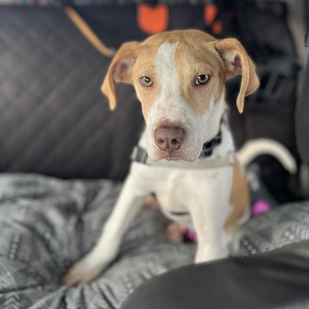 Enlarge Charlie, a Adoptable mixed breed in Ashland, OR image 5/6