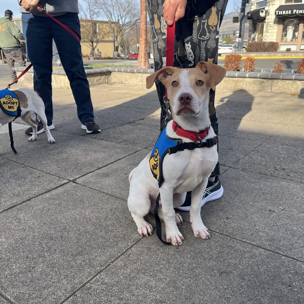 Enlarge Charlie, a Adoptable mixed breed in Ashland, OR image 2/6