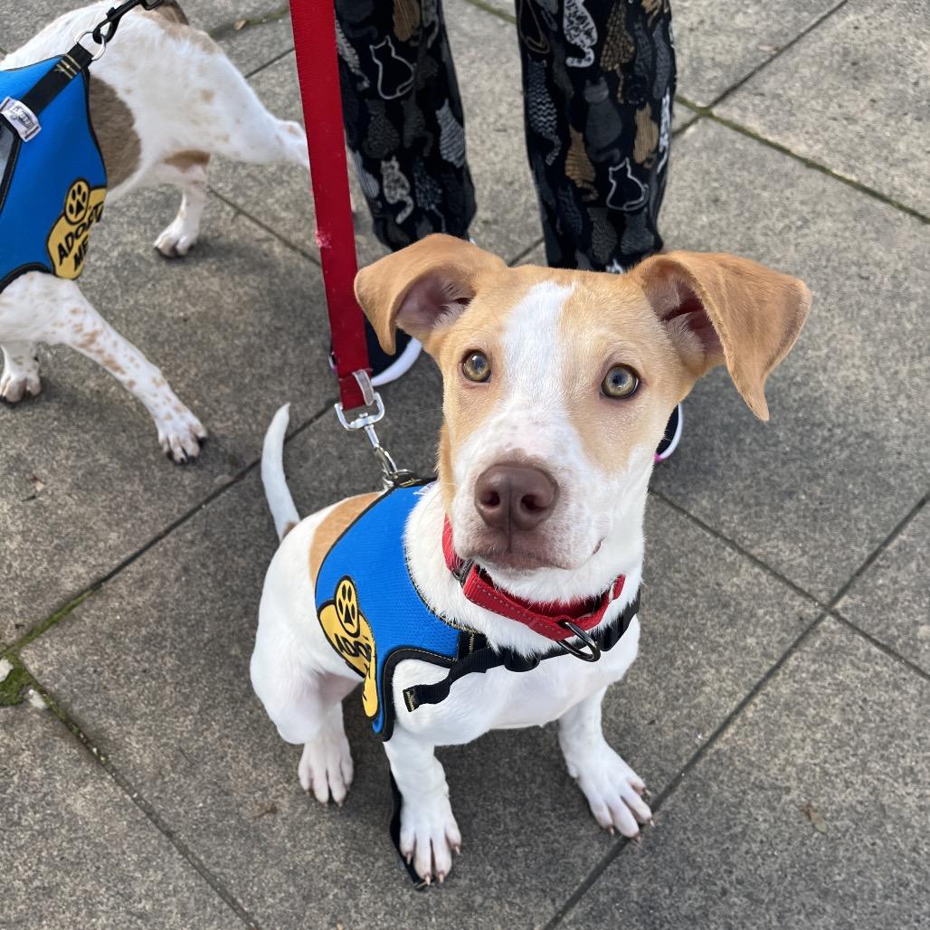 Enlarge Charlie, a Adoptable mixed breed in Ashland, OR image 6/6