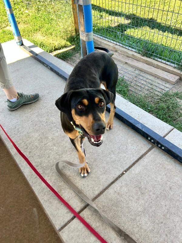 Canoe, Adoptable, Adult Female Hound & Mixed Breed.