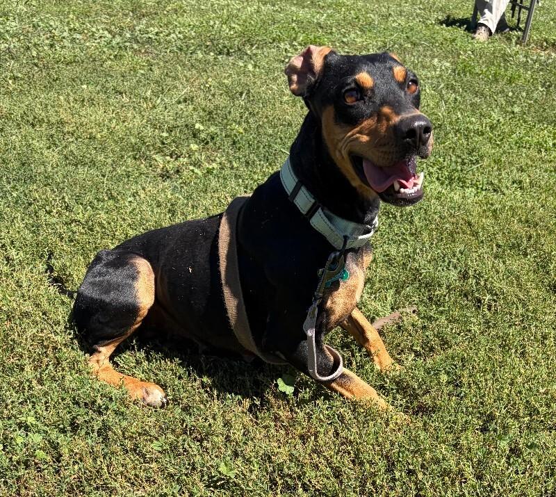 Enlarge Canoe, a Adoptable mixed breed in Fort Collins, CO image 3/6