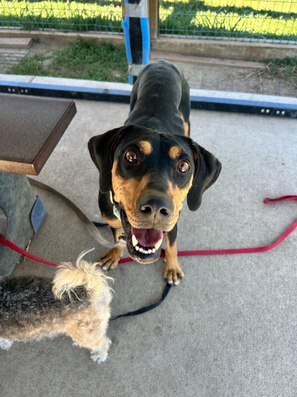 Enlarge Canoe, a Adoptable mixed breed in Fort Collins, CO image 4/6