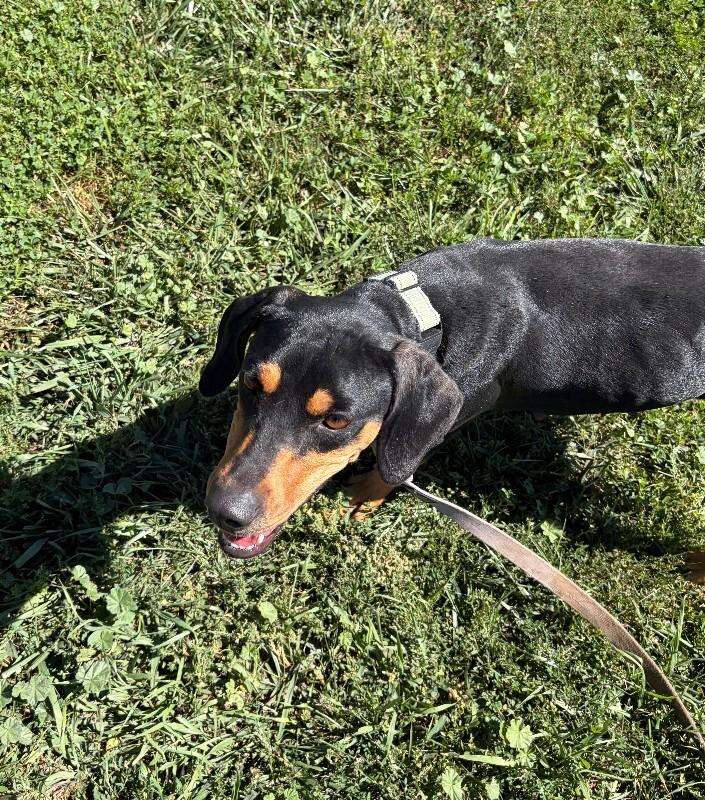 Enlarge Canoe, a Adoptable mixed breed in Fort Collins, CO image 5/6