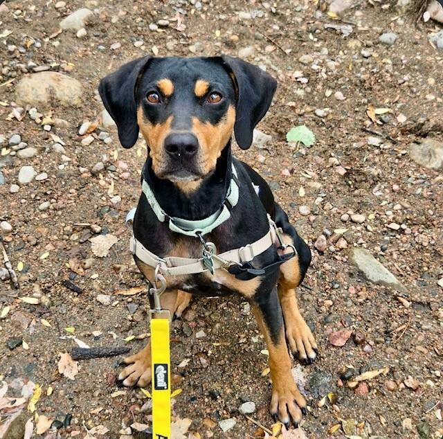 Enlarge Canoe, a Adoptable mixed breed in Fort Collins, CO image 2/6