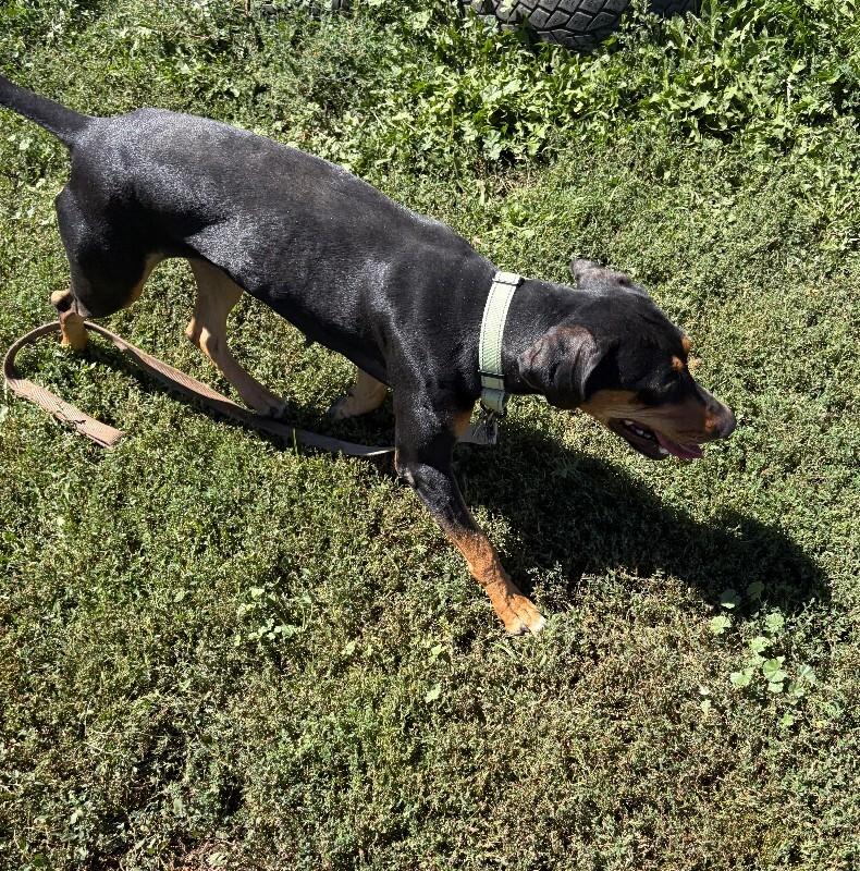 Enlarge Canoe, a Adoptable mixed breed in Fort Collins, CO image 6/6