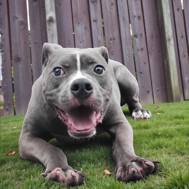 Dillon — thumbnail 2