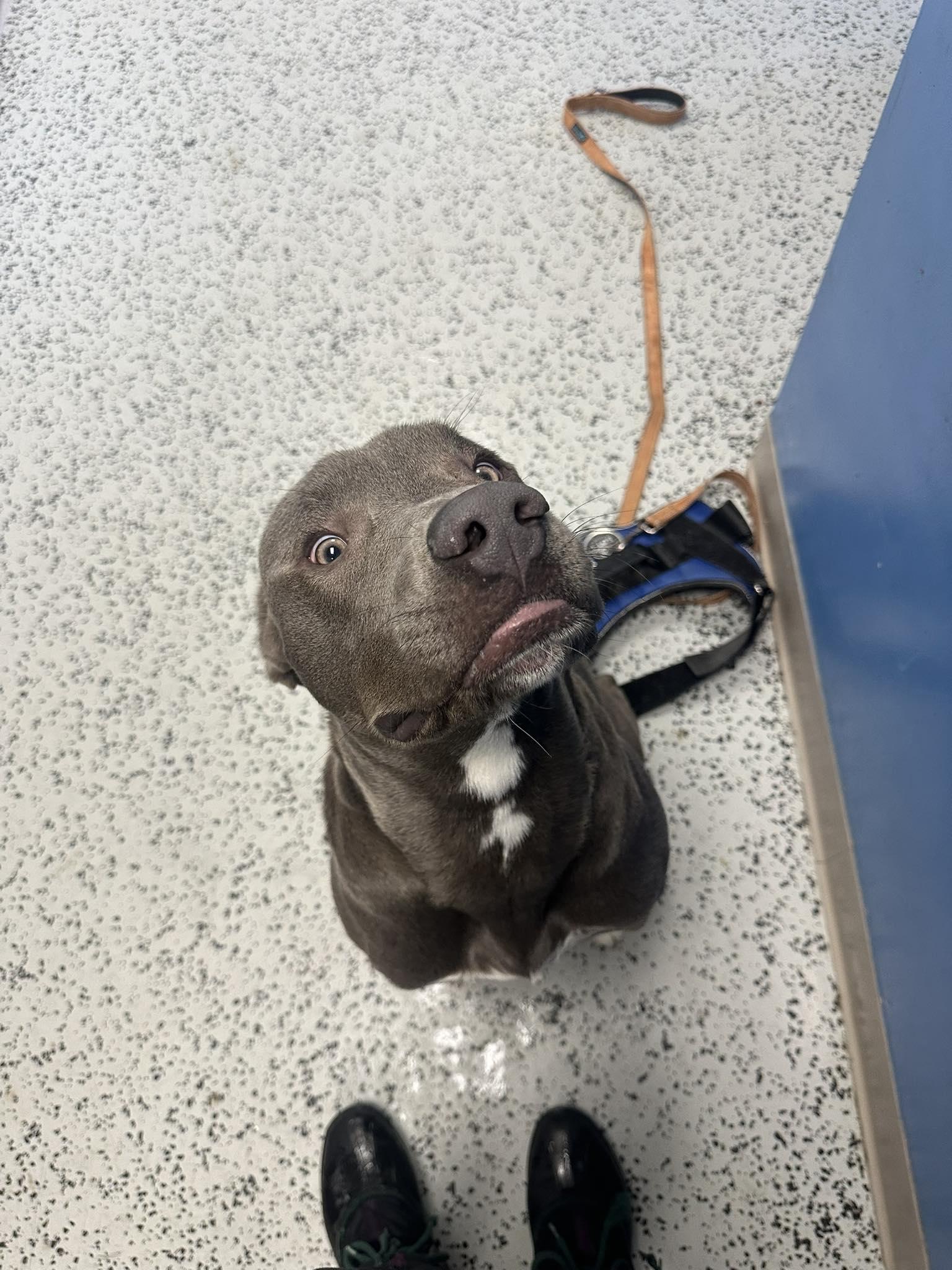 Enlarge Courage, a ADOPTABLE mixed breed in Bellaire, MI image 2/3