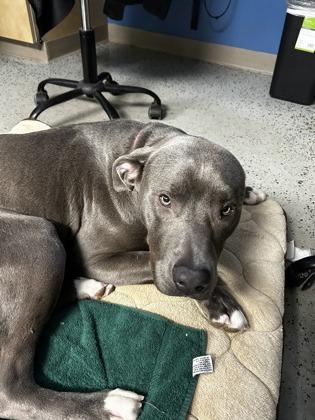 Enlarge Courage, a ADOPTABLE mixed breed in Bellaire, MI image 1/4