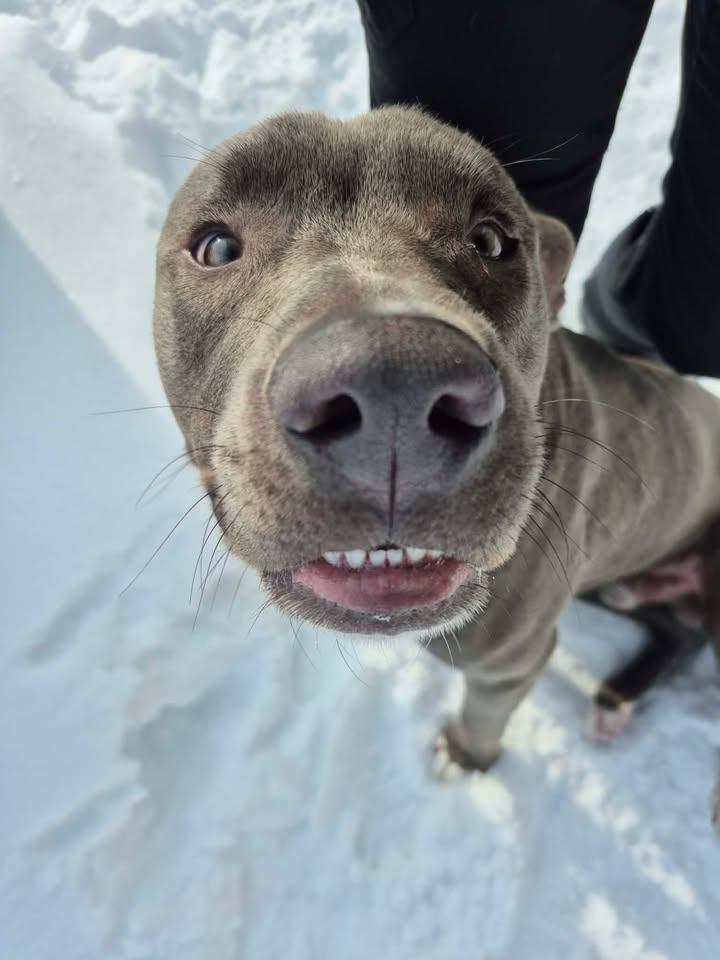 Enlarge Courage, a ADOPTABLE mixed breed in Bellaire, MI image 1/3