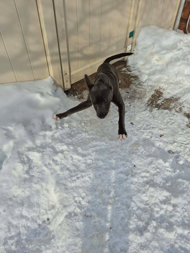 Enlarge Courage, a ADOPTABLE mixed breed in Bellaire, MI image 3/3