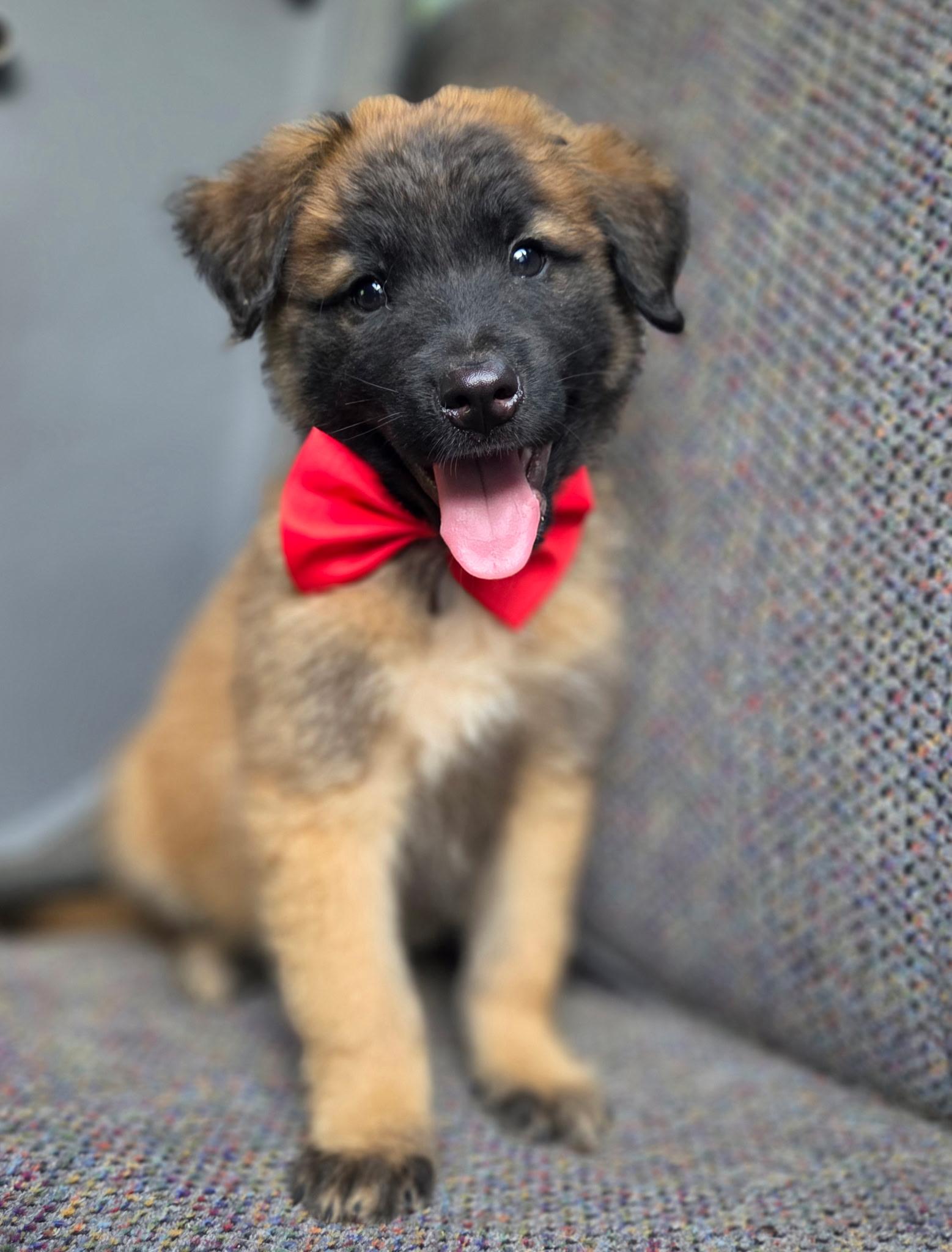 Enlarge River, an adopted mixed breed in Gilbert, SC image 1/6