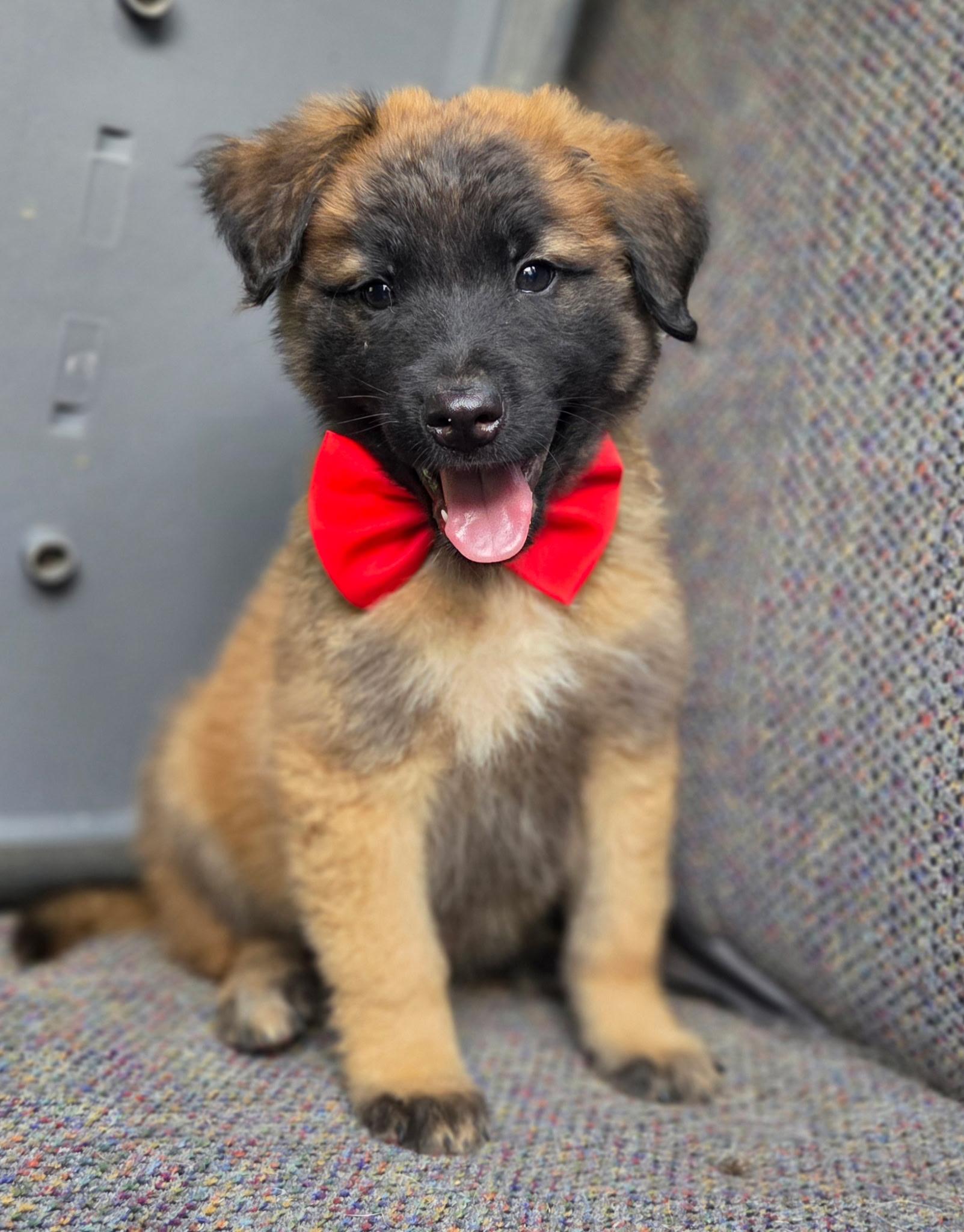 Enlarge River, an adopted mixed breed in Gilbert, SC image 2/6