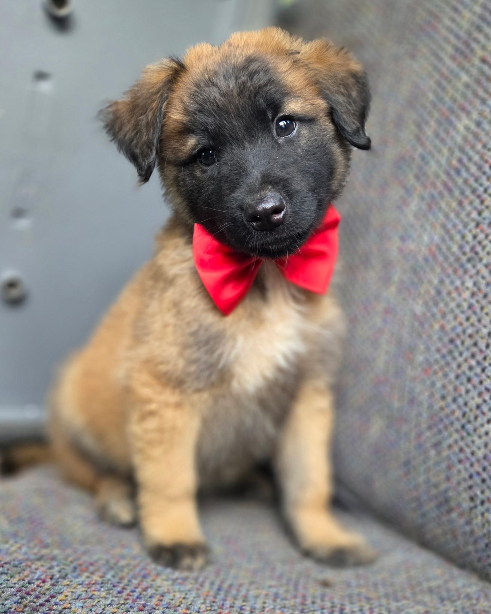 Enlarge River, an adopted mixed breed in Gilbert, SC image 6/6