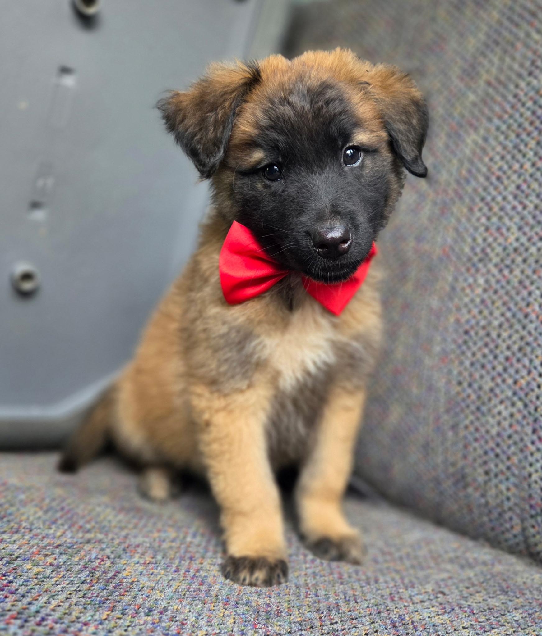 Enlarge River, an adopted mixed breed in Gilbert, SC image 3/6