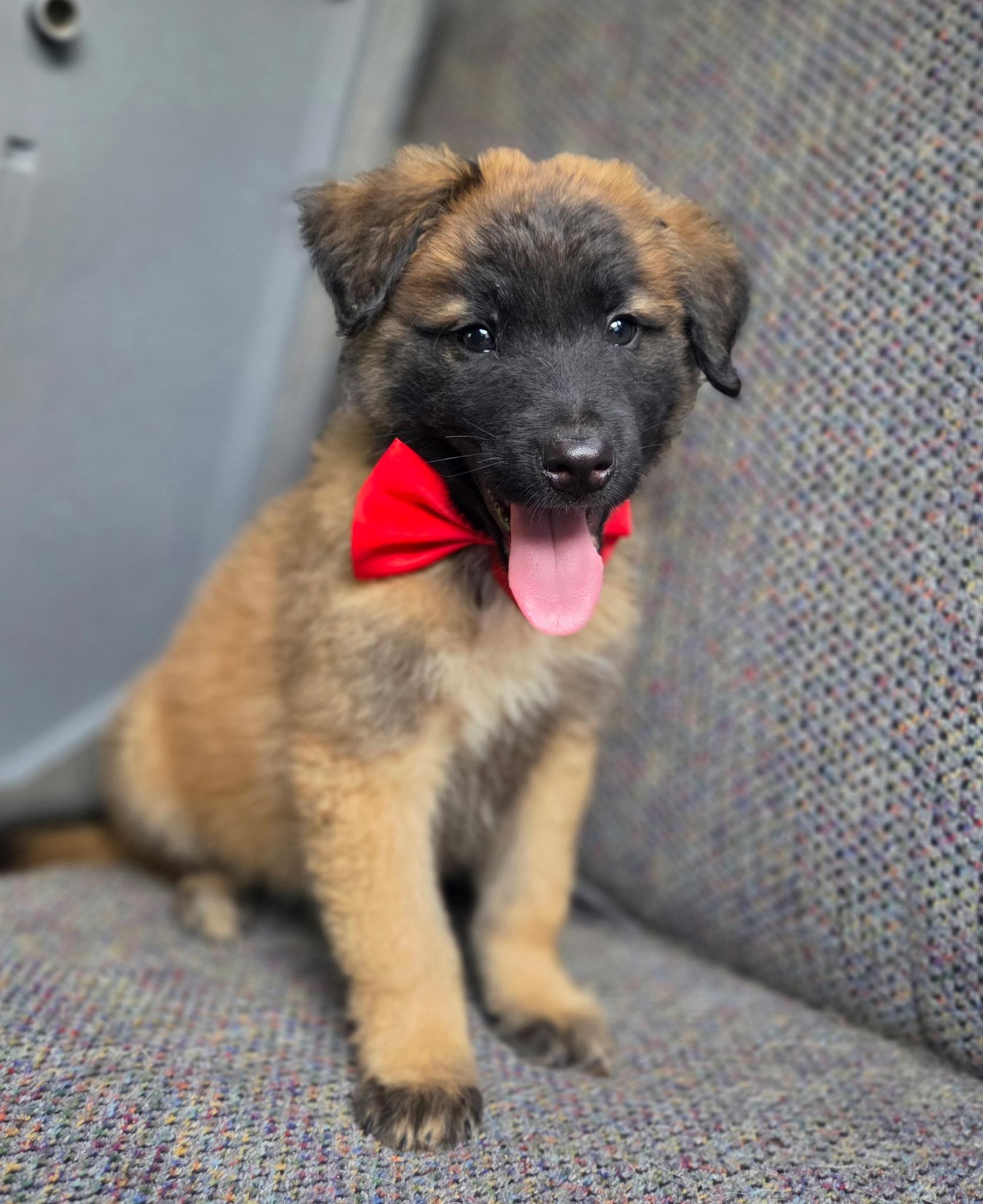 Enlarge River, an adopted mixed breed in Gilbert, SC image 4/6