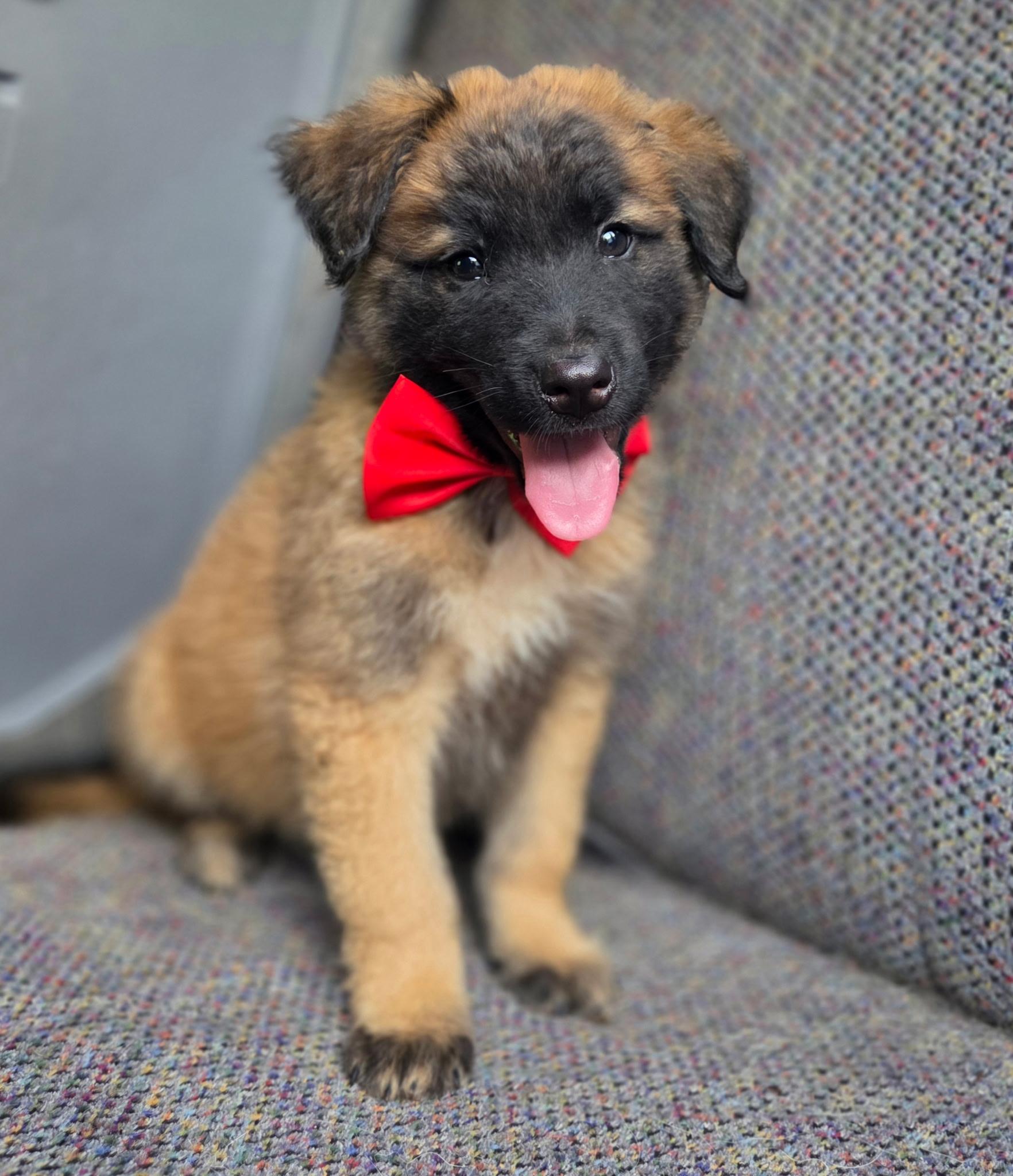 Enlarge River, an adopted mixed breed in Gilbert, SC image 5/6