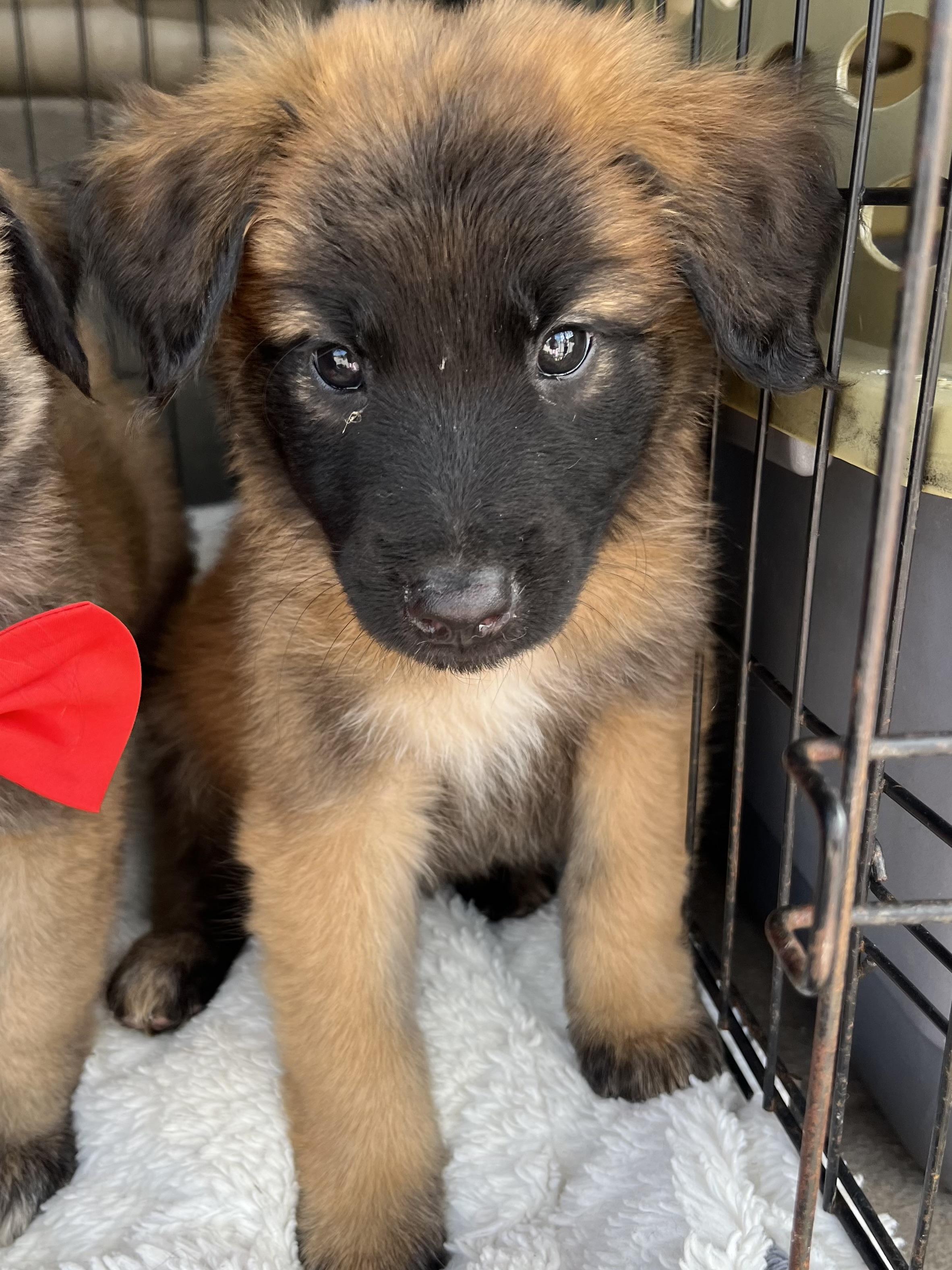 Enlarge River, a Adoptable mixed breed in Gilbert, SC image 4/6