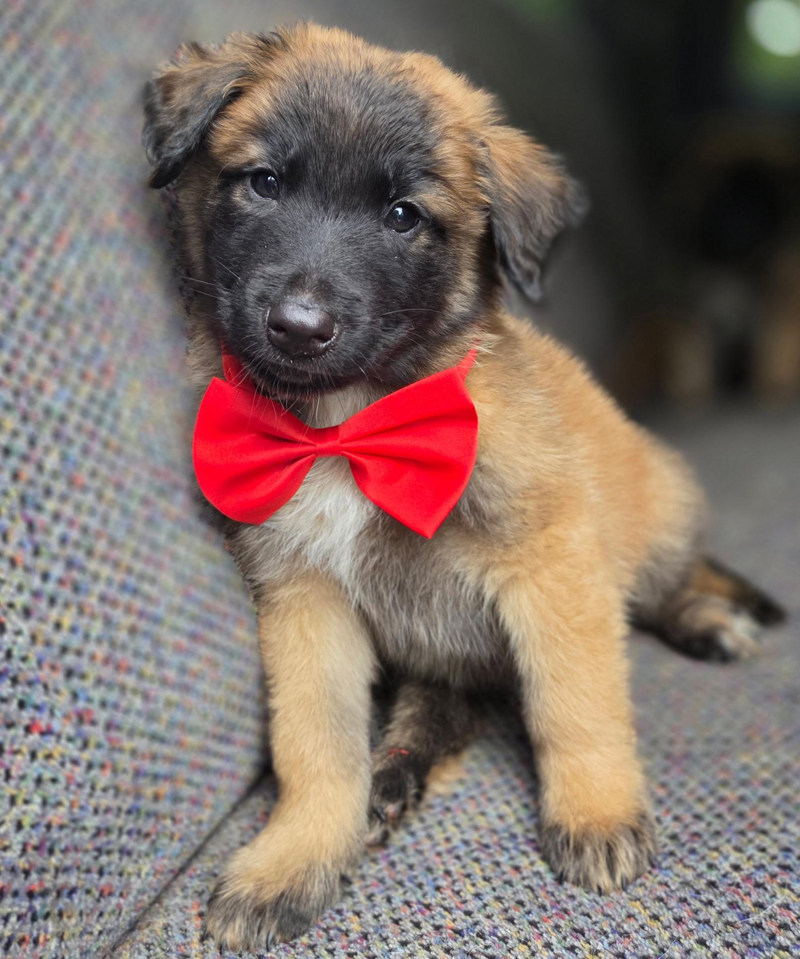 River, Adoptable, Puppy Male German Shepherd Dog & Mixed Breed.
