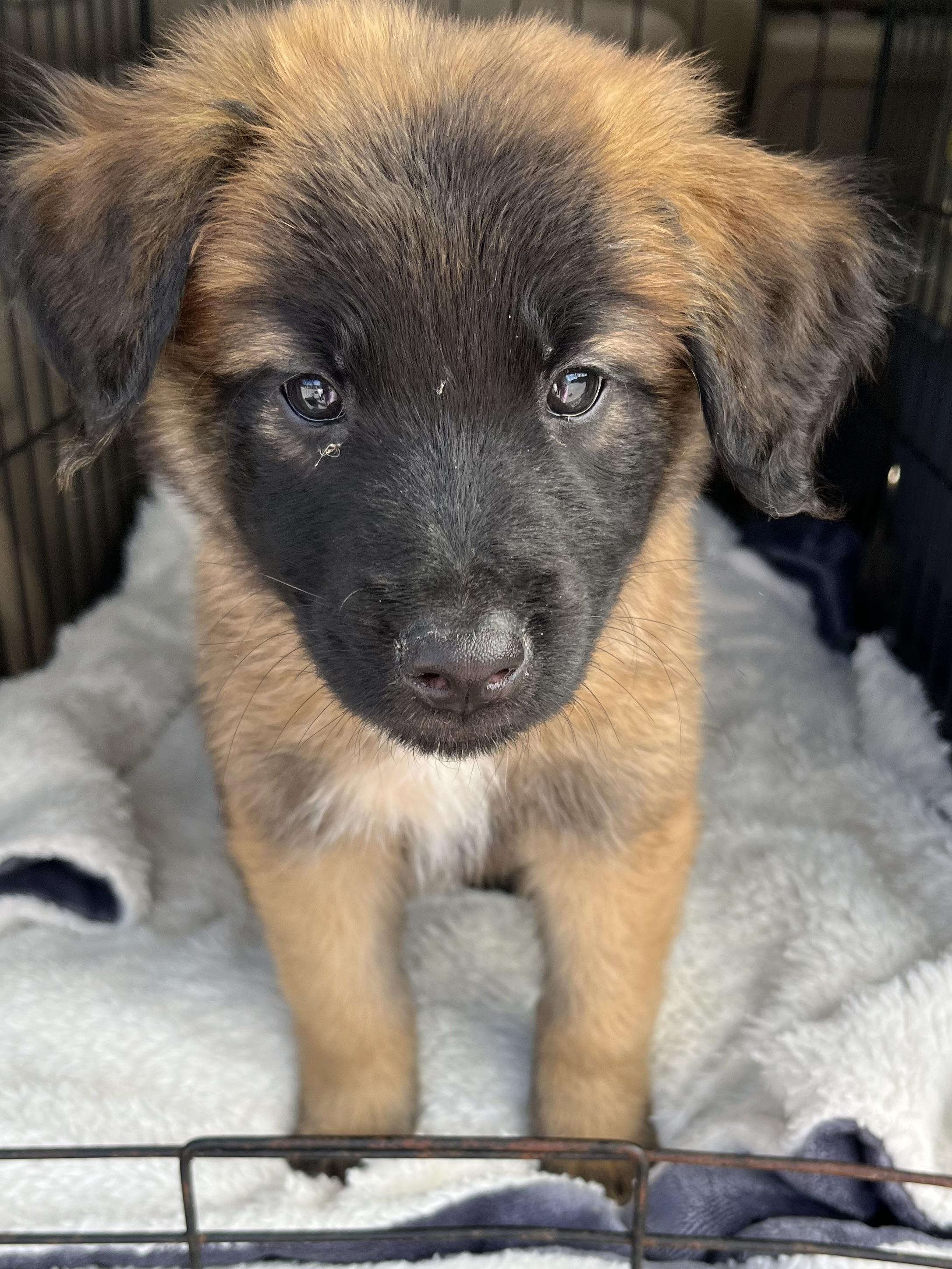 Enlarge River, a Adoptable mixed breed in Gilbert, SC image 6/6