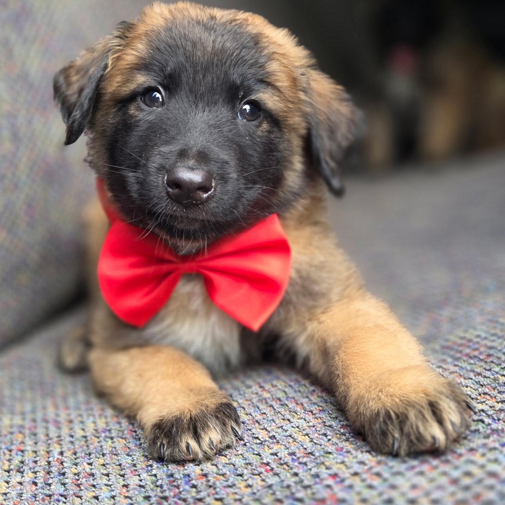 Enlarge River, a Adoptable mixed breed in Gilbert, SC image 2/6