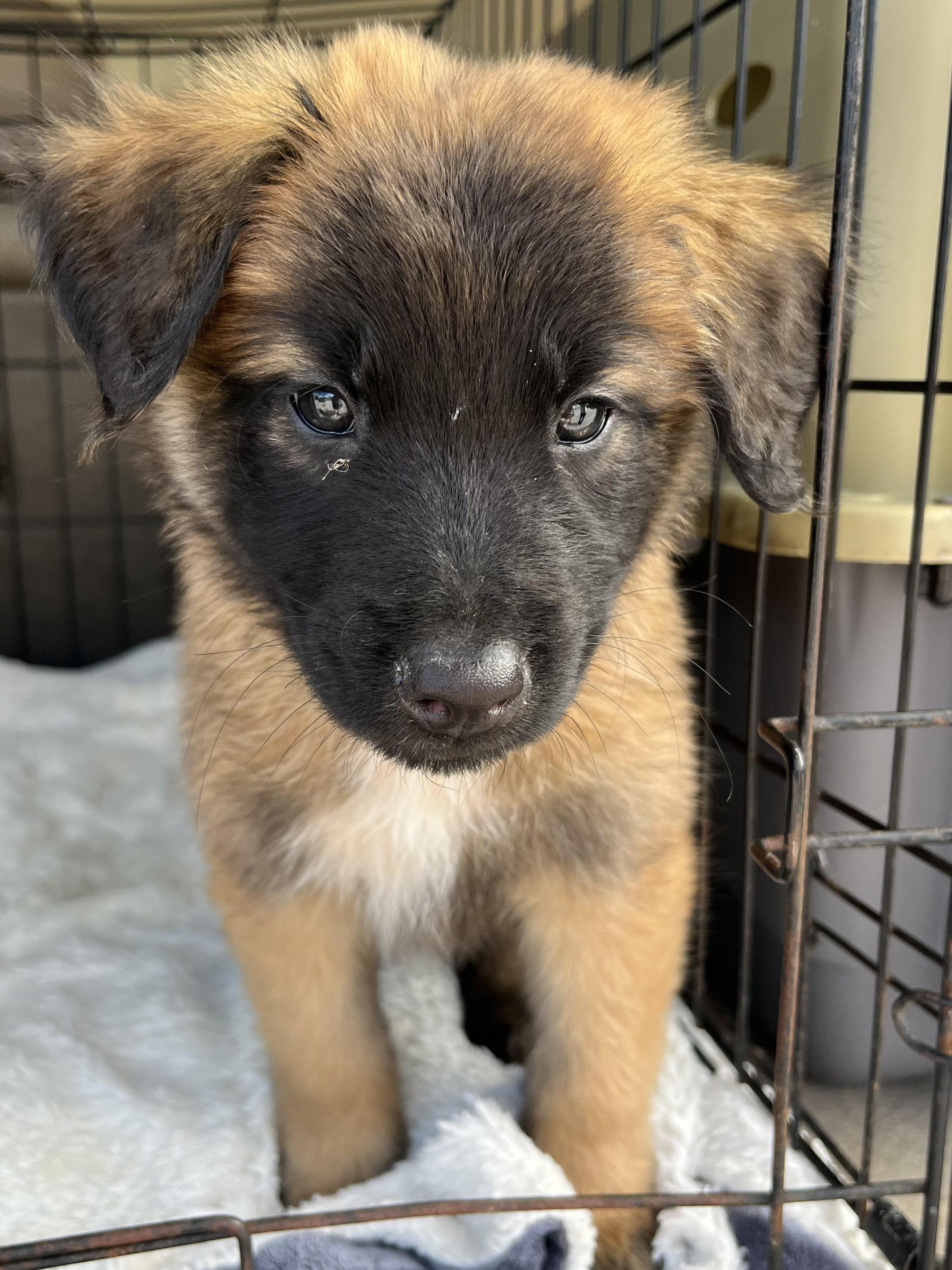 Enlarge River, a Adoptable mixed breed in Gilbert, SC image 5/6