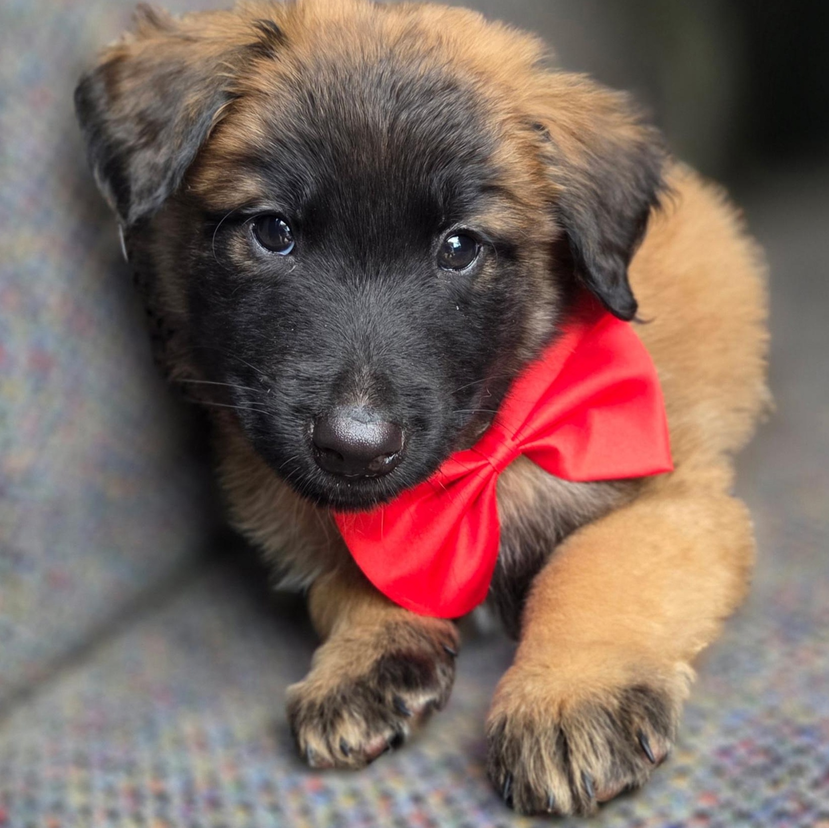 Enlarge River, a Adoptable mixed breed in Gilbert, SC image 3/6