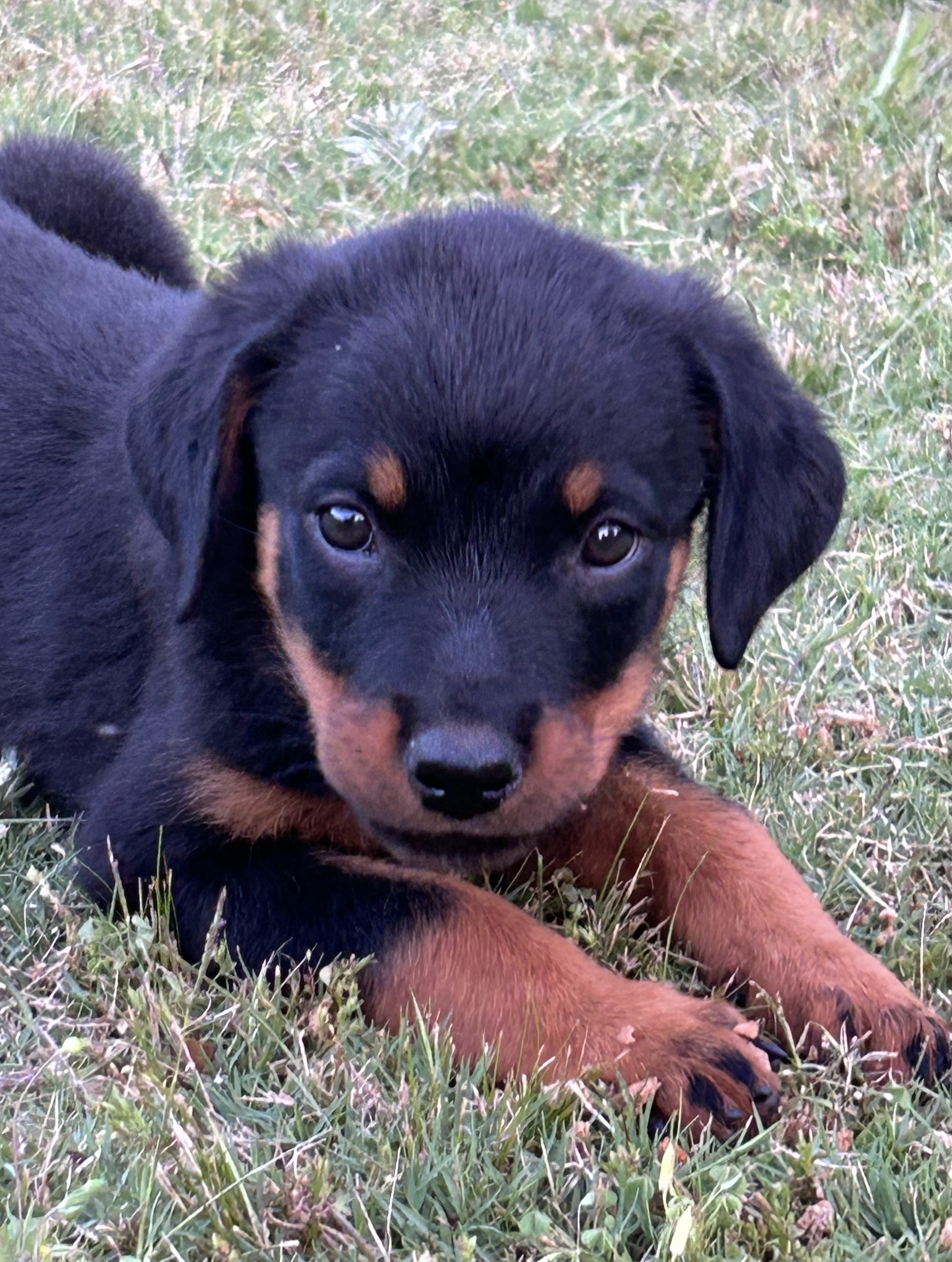 Enlarge Barkley, a Adopted Rottweiler in Memphis, TN image 1/4