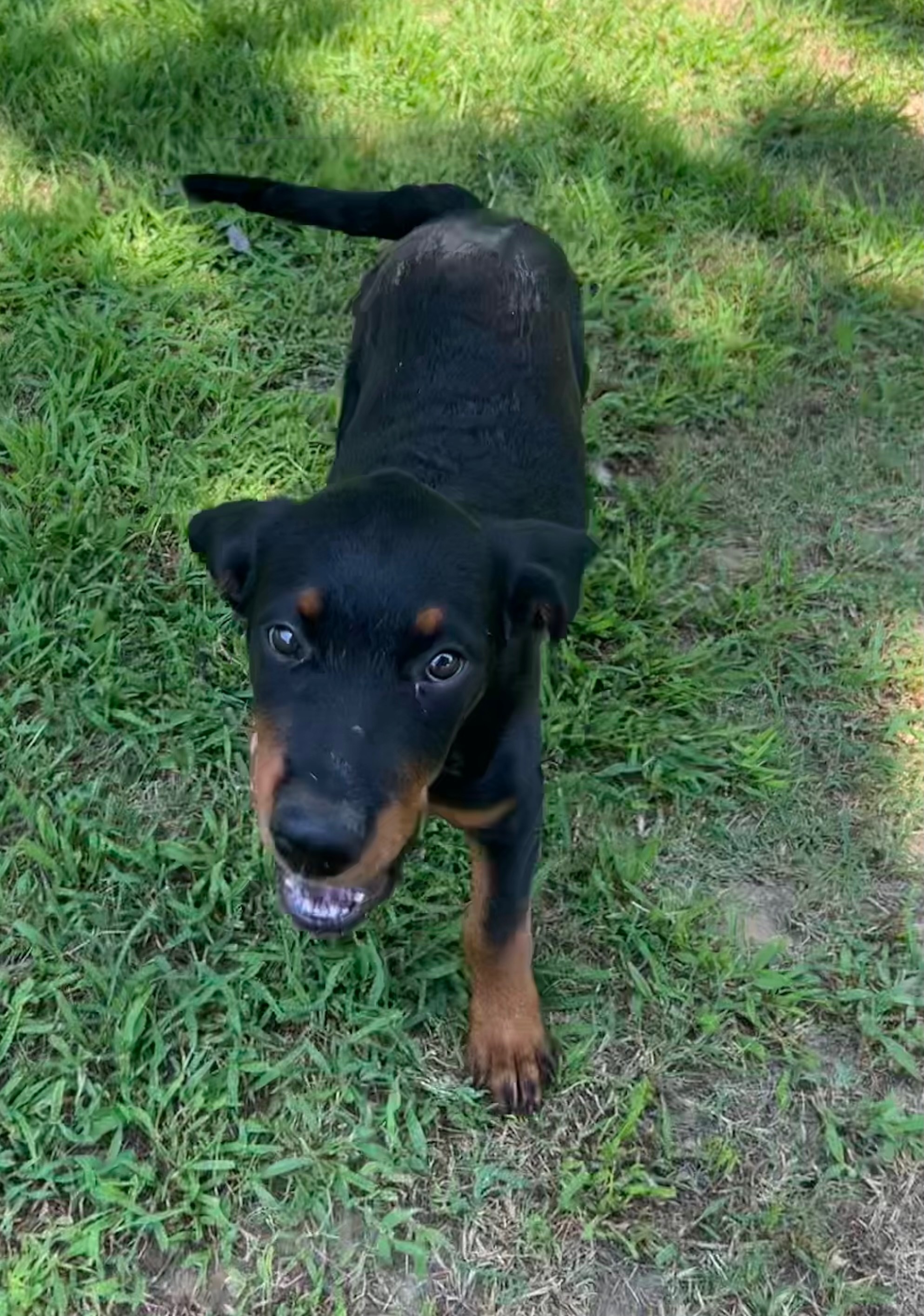 Enlarge Barkley, a Adopted Rottweiler in Memphis, TN image 2/4