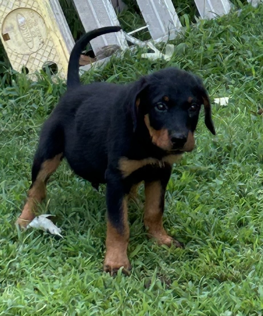 Enlarge Barkley, a Adopted Rottweiler in Memphis, TN image 3/4