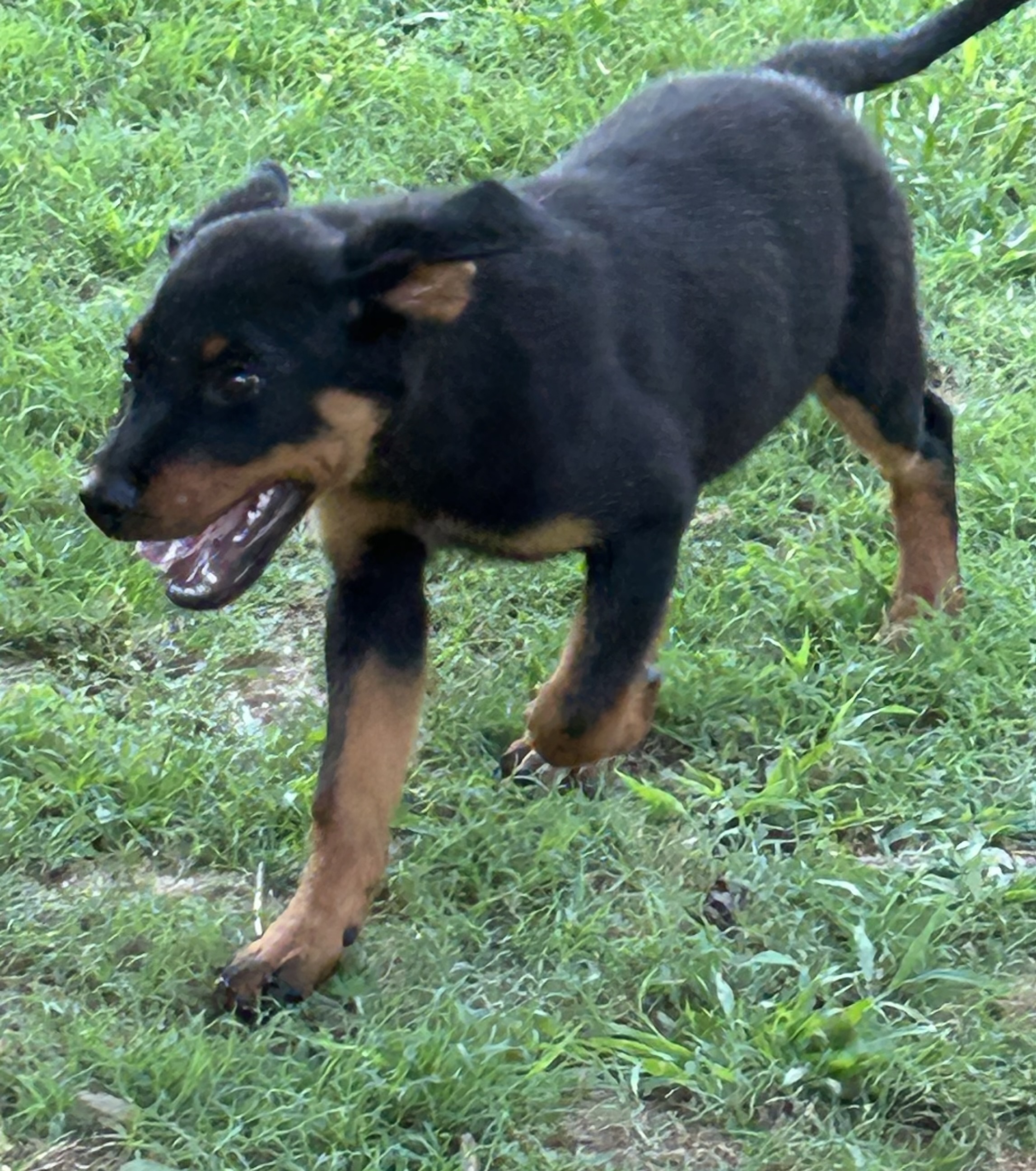 Enlarge Barkley, a Adopted Rottweiler in Memphis, TN image 4/4