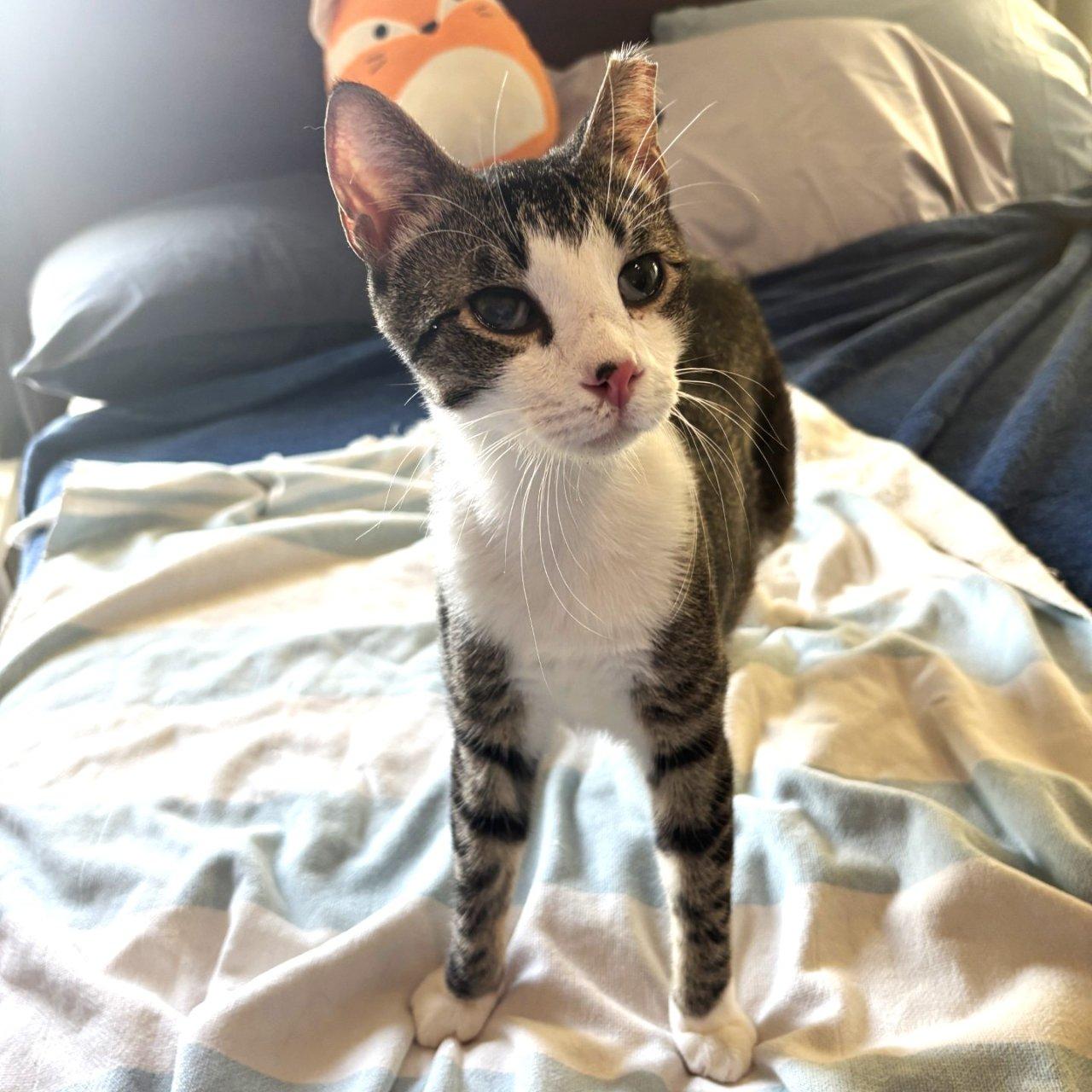 Carter, a Adoptable Domestic Short Hair in Raleigh, NC image 1/4