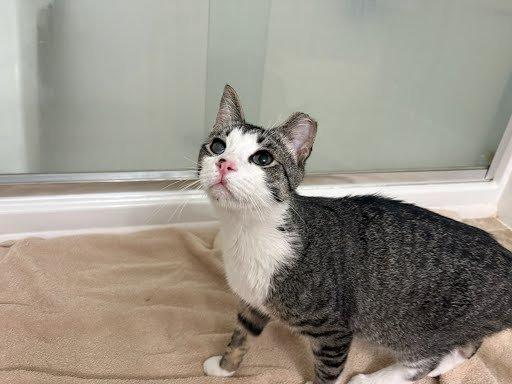 Carter, a Adoptable Domestic Short Hair in Raleigh, NC image 2/4
