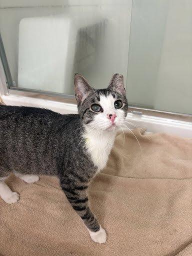 Carter, a Adoptable Domestic Short Hair in Raleigh, NC image 3/4