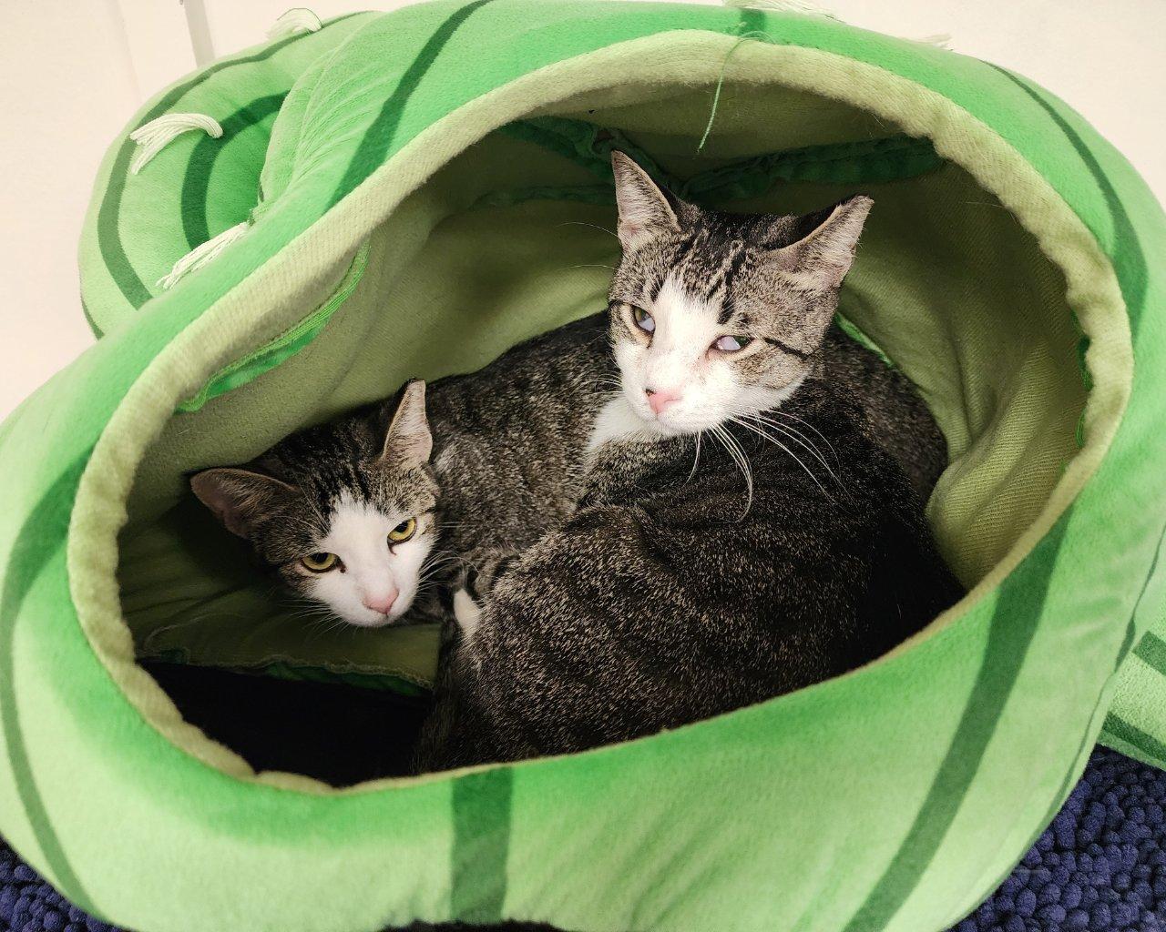 Carter, a Adoptable Domestic Short Hair in Raleigh, NC image 4/5