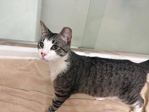 Carter, a Adoptable Domestic Short Hair in Raleigh, NC image 4/4