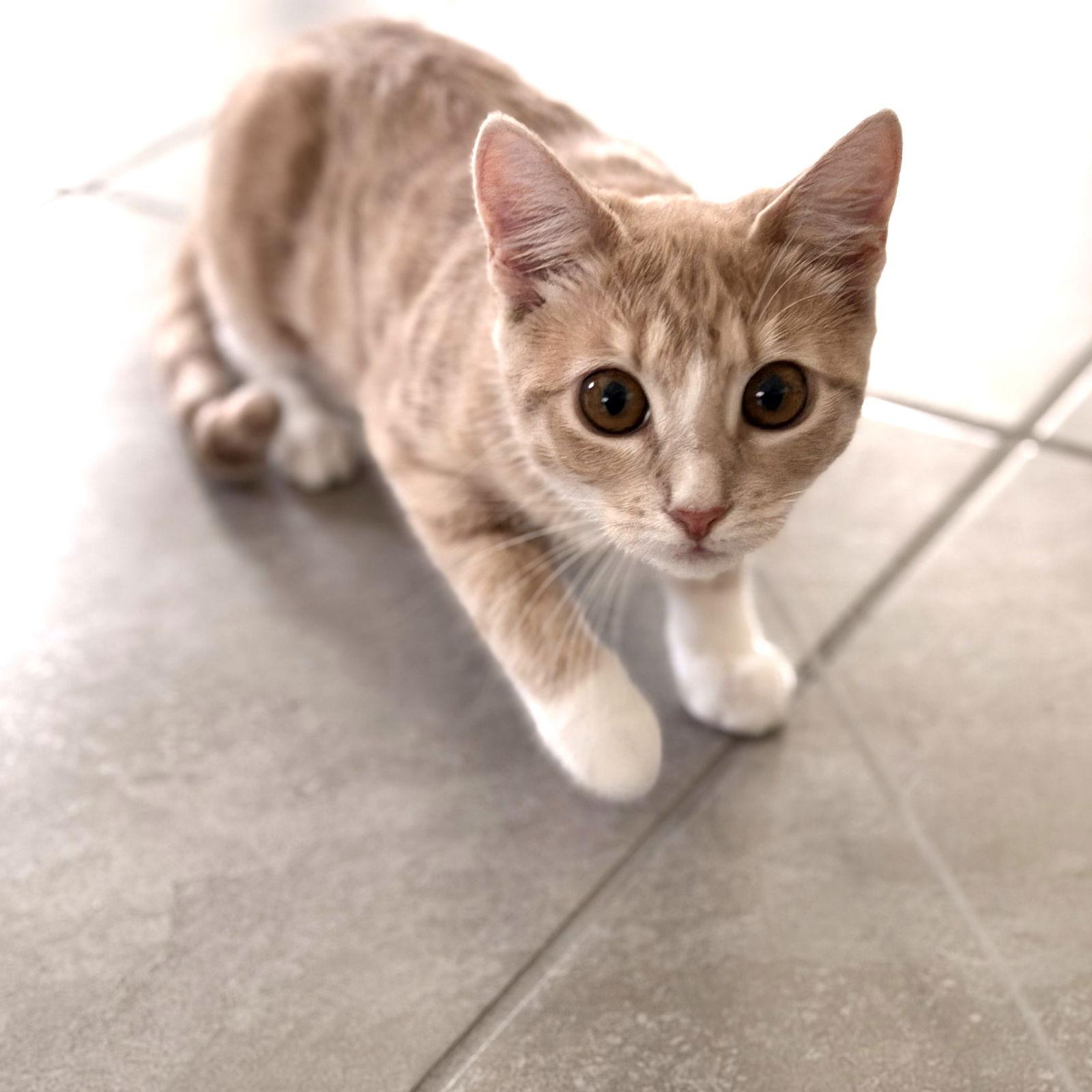 Rain, Adoptable, Young Female Domestic Short Hair.